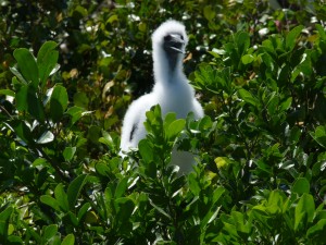 baby booby