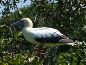 mama booby